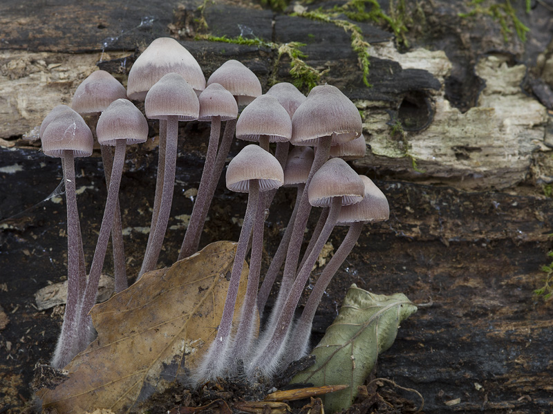 Mycena haematopus